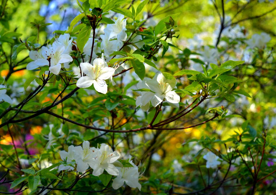 Spring bloom close up