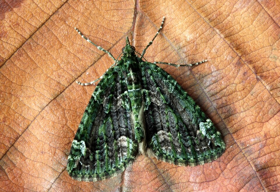 Close wing green