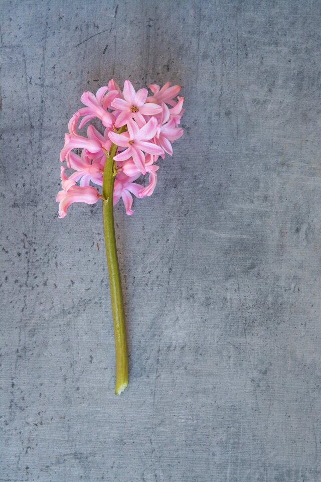 Pink flower flowers pink flowers photo