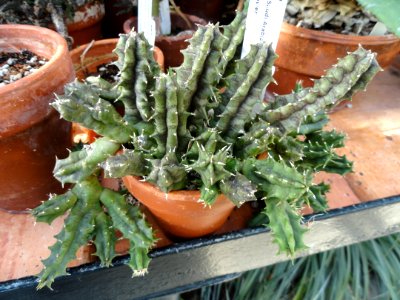 Huernia saudi-arabica - Lyman Plant House, Smith College - DSC04351