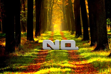 Forest article nq