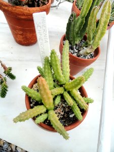 Huernia schneideriana - Talcott Greenhouse - Mount Holyoke College - DSC04546