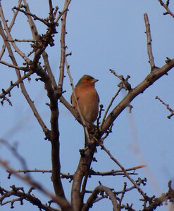 Pinsa branches fringilla coelebs photo