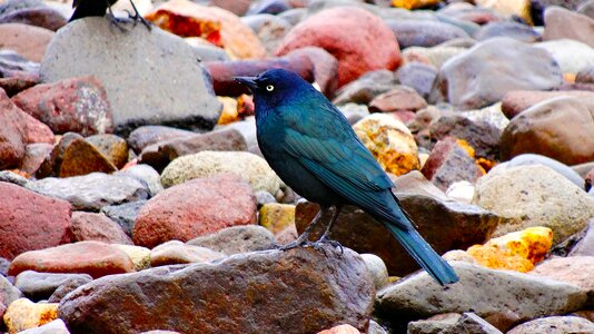 Bird on rocks wet rocks