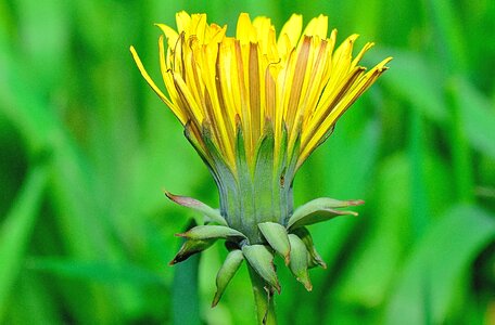 Garden macro yellow photo