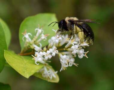 Bee flower insect