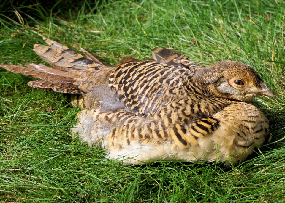 Bird galliformes plumage