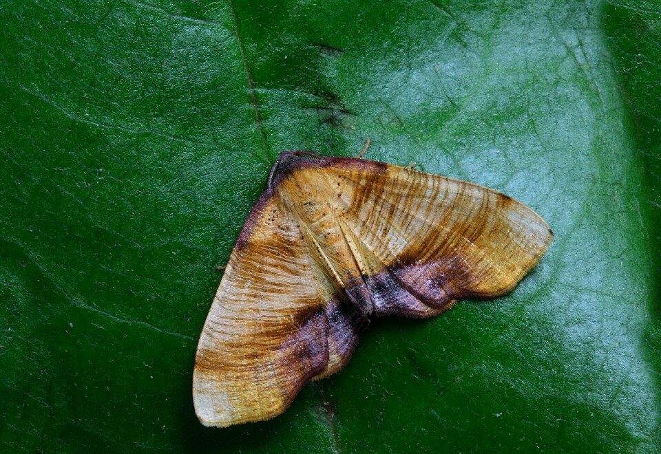 Insect close wing