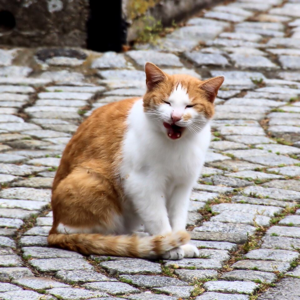 Pavement mieze animals