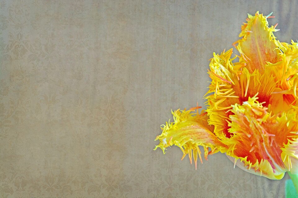 Bloom yellow orange