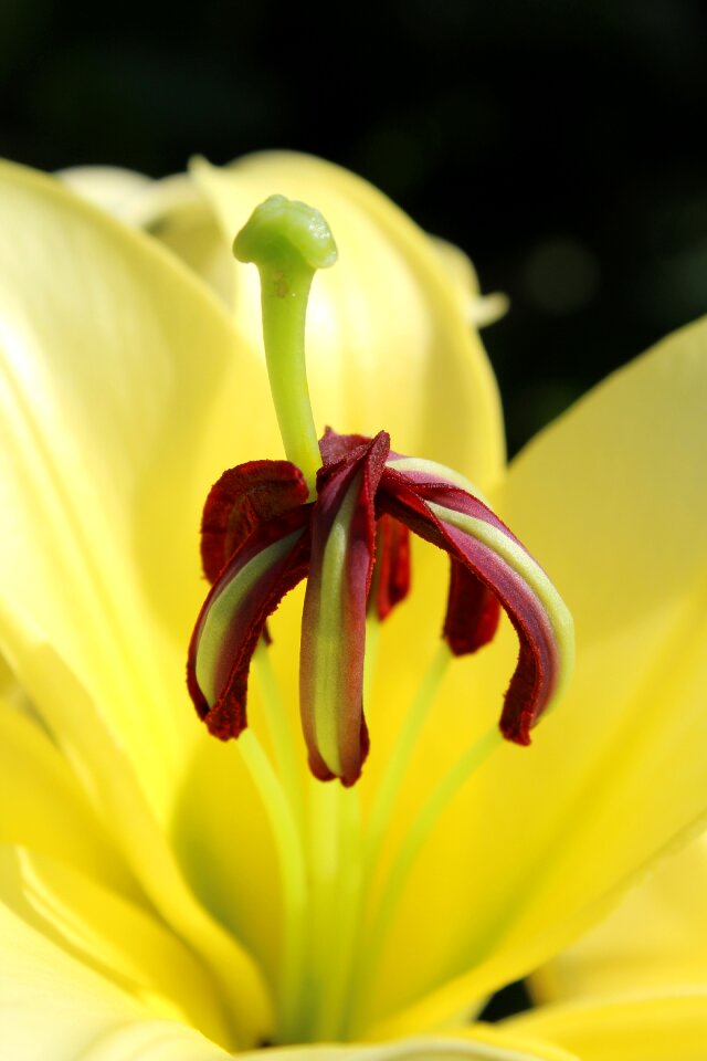 Plant close up nature