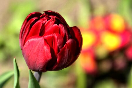 Red spring close up photo