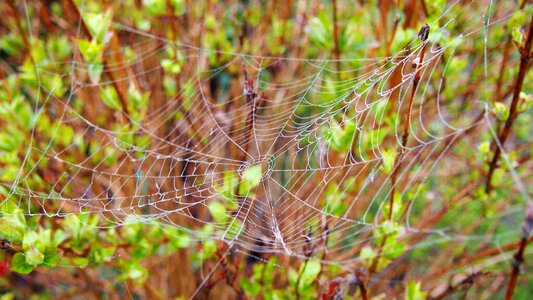 Macro arachnid spider's web