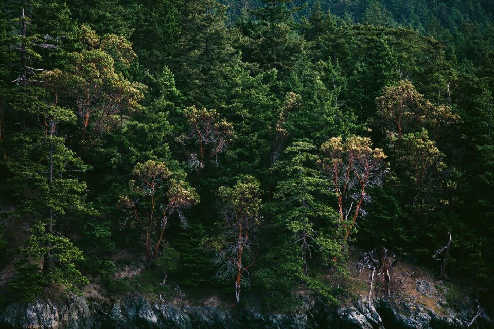 Pinetrees firtrees fir
