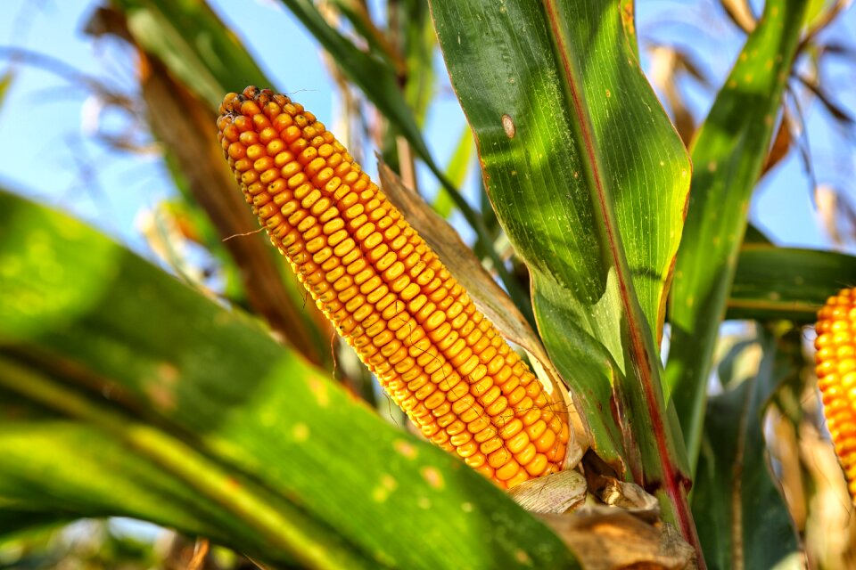 Corn on the cob nature crop