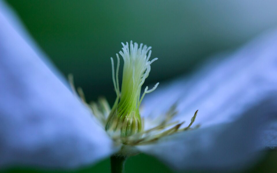 Flower summer spring