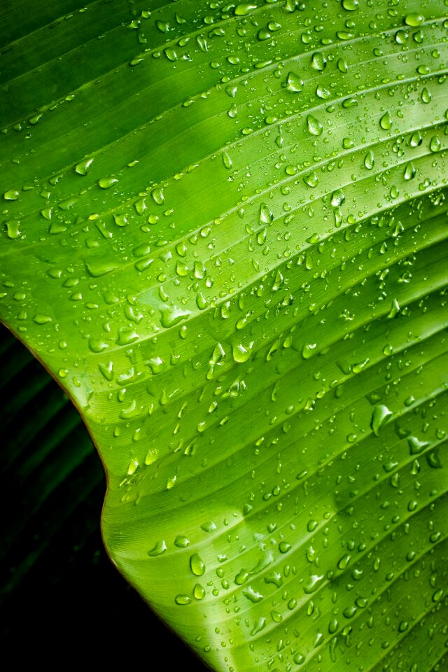Plants green leaves rib