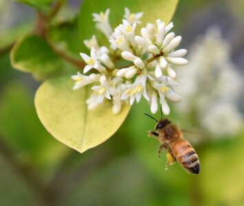 Bee pollen flower photo