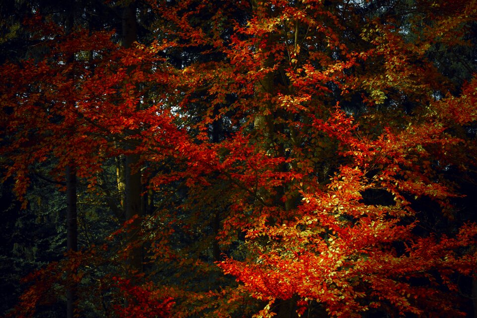 October nature foliage