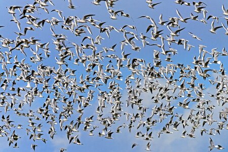 Black headed gulls swarm flock of birds photo