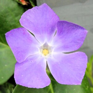Flower plant beautiful