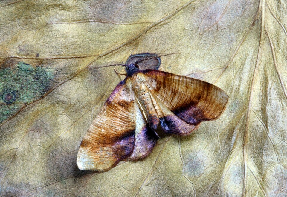 Insect close wing