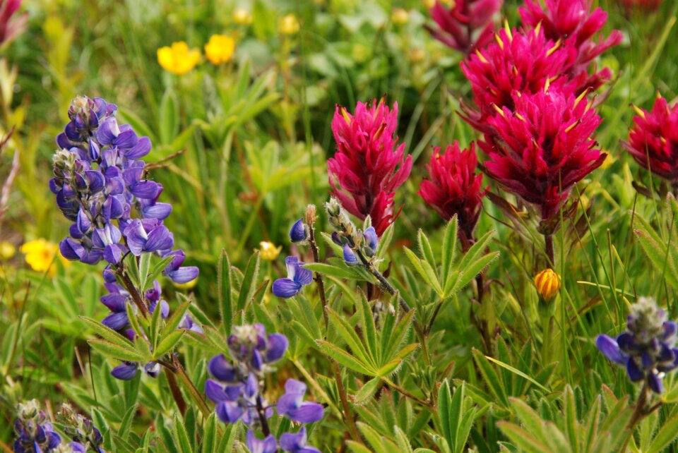 Mountain flora field flower field