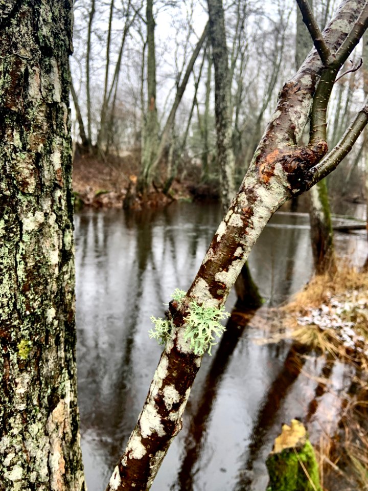 Hulingsryd naturreservat Silverån