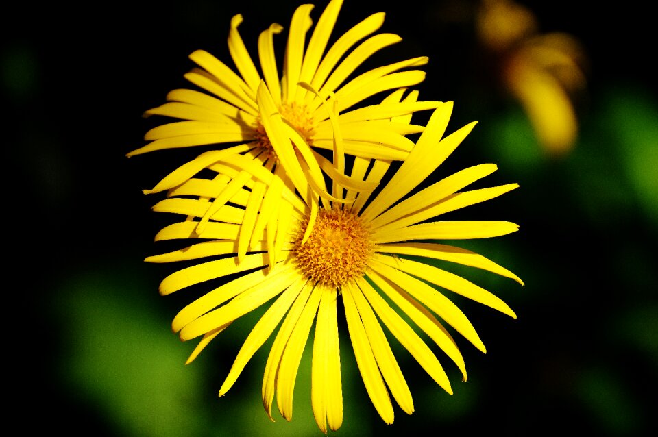 Pointed flower close up beautiful