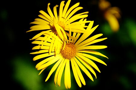 Pointed flower close up beautiful