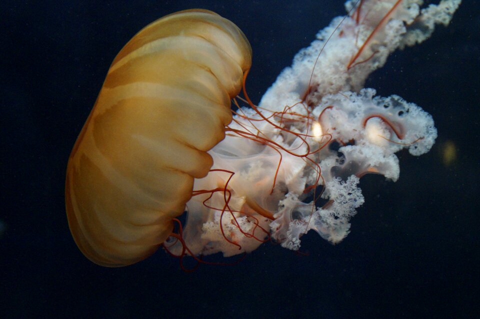 Fluoresce aquarium water