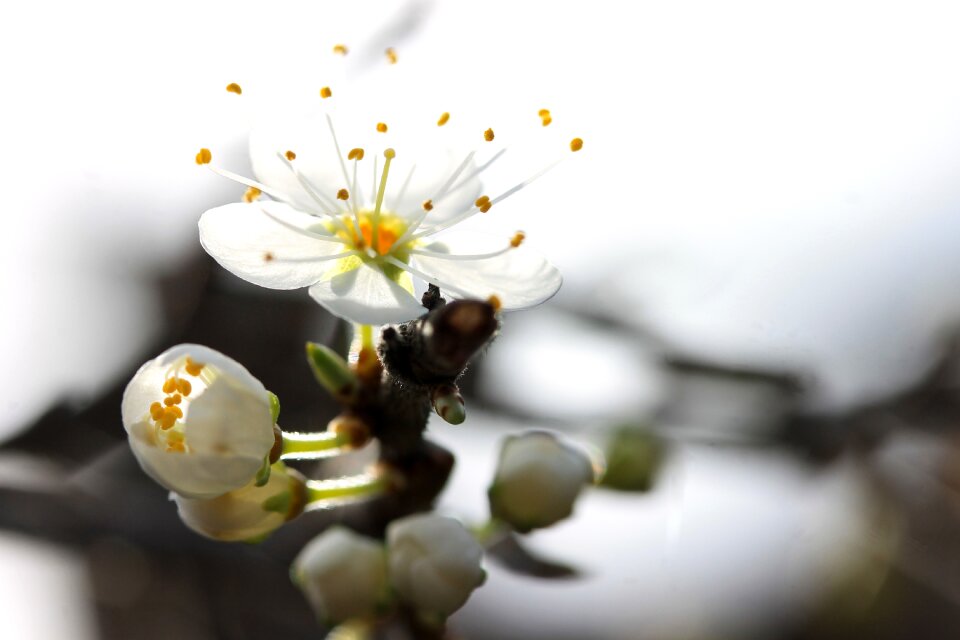 Nature orchids that produce pollinia artistic