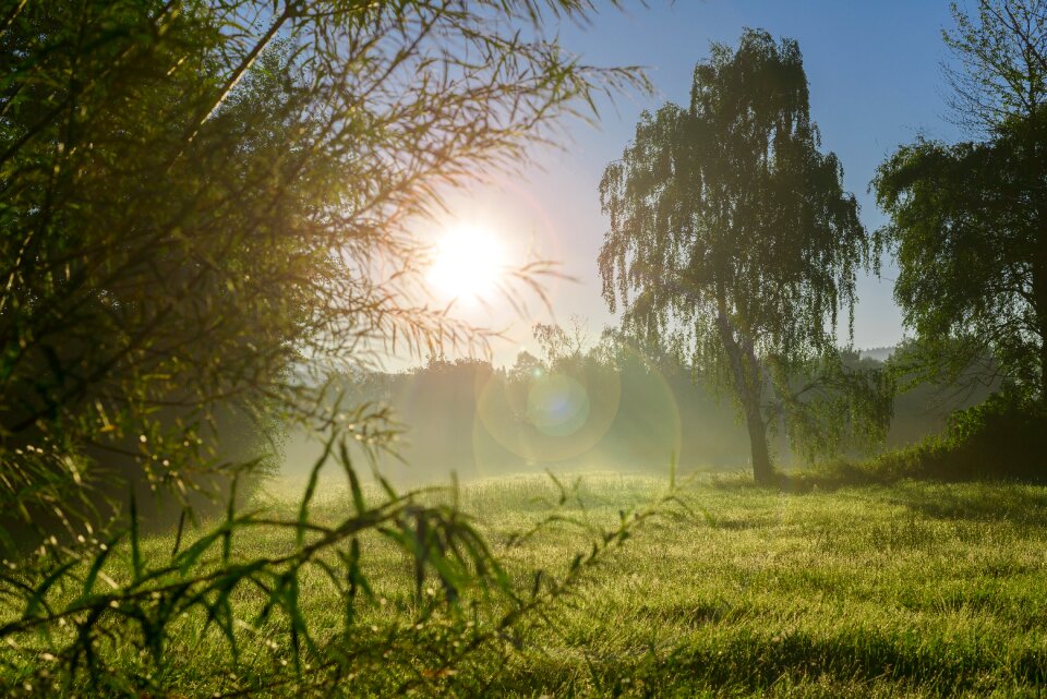 Tree sun sunrise photo