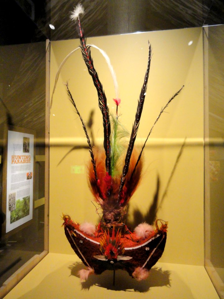 Huli ceremonial headdress - dyed human hair, Superb and Raggiana birds of paradise, astrapia feathers - National Geographic Museum - DSC05074