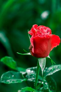 Flower petals red rose