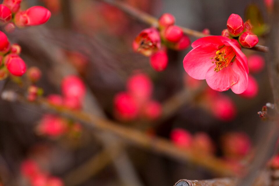 Plum blossom landscape nature