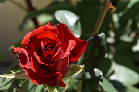 Love valentine passion
