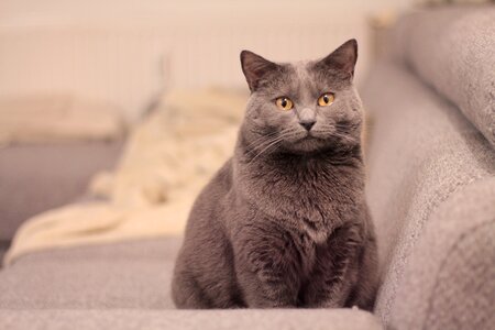 Cat animals pet
