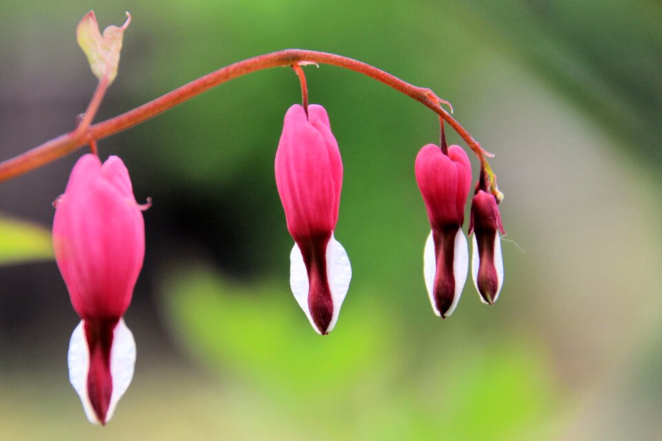 Flowers flower lamprocapnos spectabilis