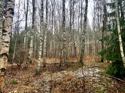 Hulingsryd naturreservat
