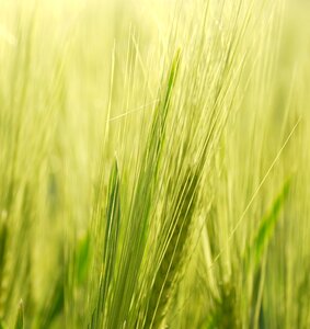 Awns cereals grain
