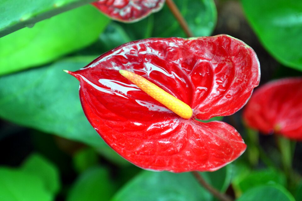 Exotic plant nature garden