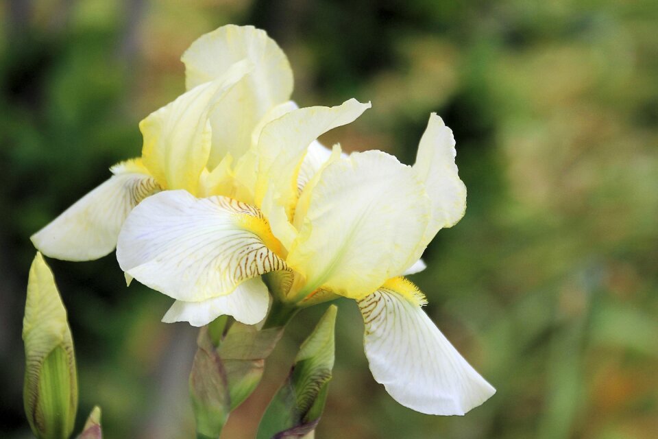 White yellow flower garden