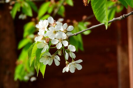 White flower white flowers blossoming cherry