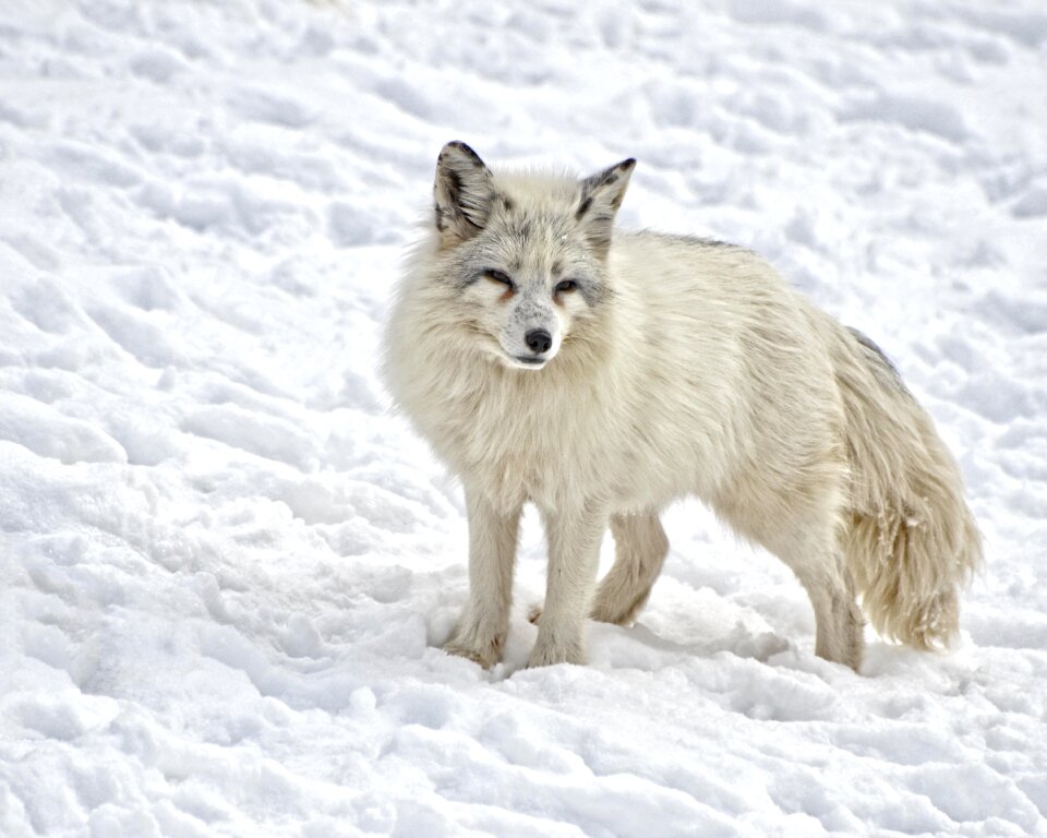 Wildlife wild nature