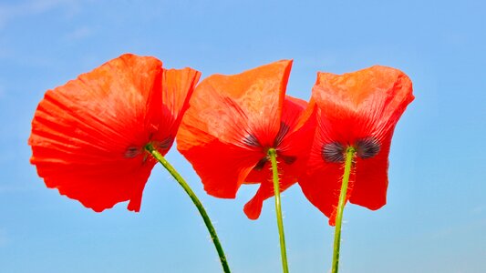 Nature poppy meadow flower