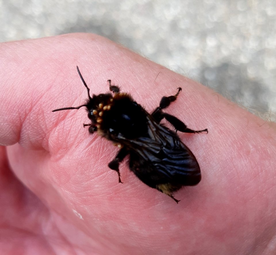 Hummel mit Milbenbefall