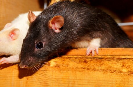 Fur rodents close up