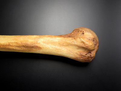 Humerus - articulatio humeri