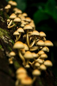 Forest woods fungus photo